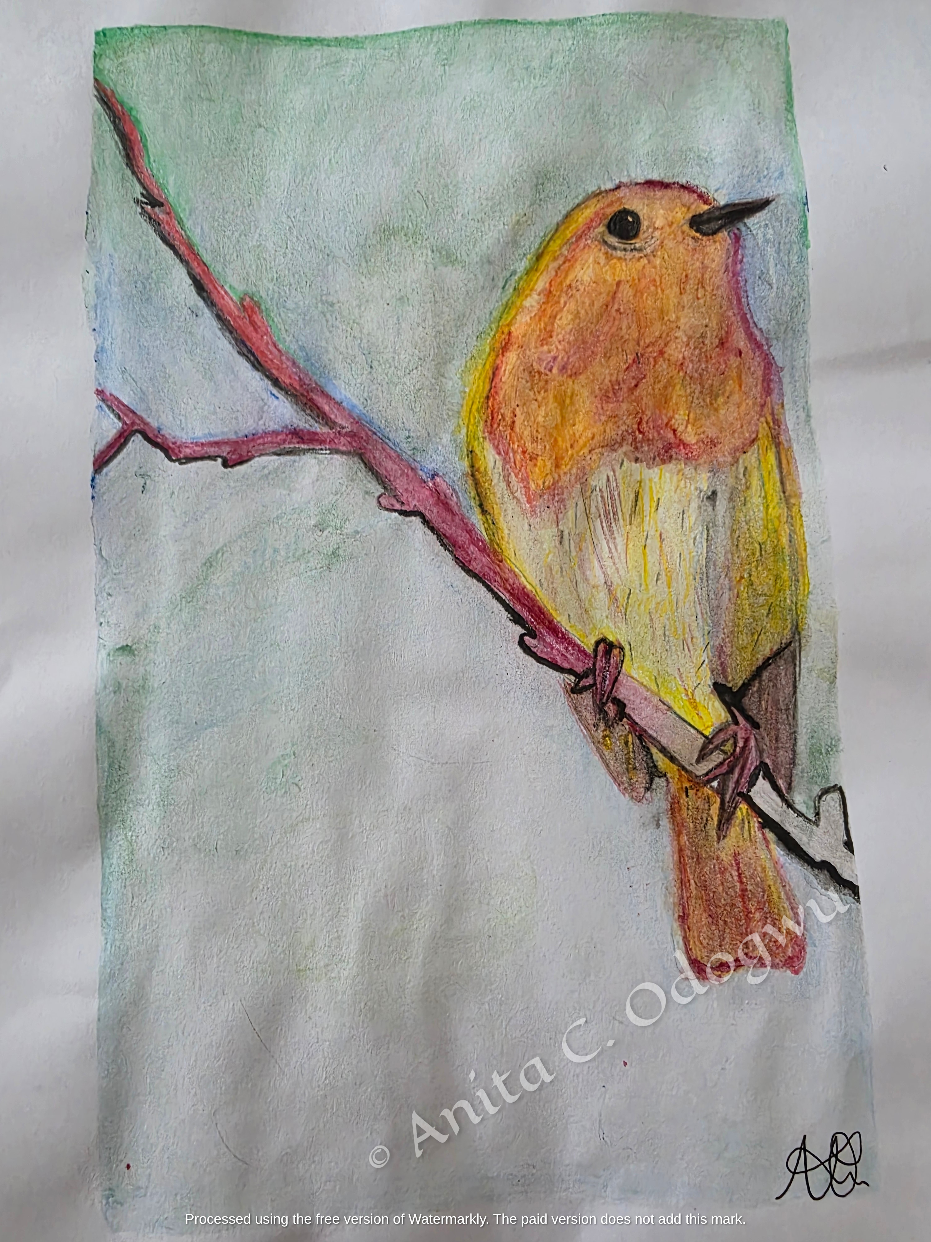Detailed colored pencil animal drawing of a fluffy European robin bird plumage sketch